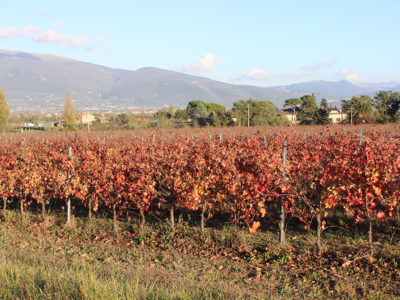 azienda-agricola-angelucci-cannara