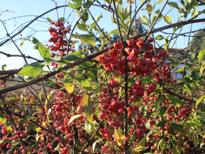 azienda-agricola-angelucci-cannara-9