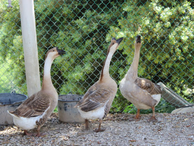 fattoria-angelucci-cannara-2