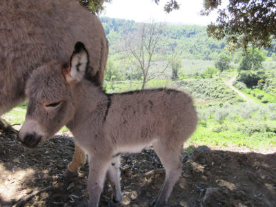 animali-fattoria-cannara-5