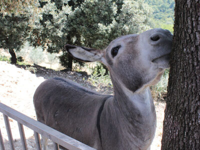 agricola-angelucci-fattoria-1